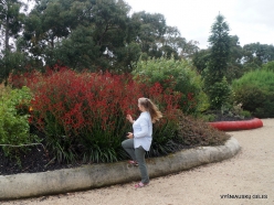 Cranbourne. Arid Botanic Garden. Anigozanthos 'Big Red'
