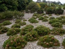 Cranbourne. Arid Botanic Garden. Banksia sp. (Proteaceae) (4)