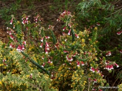 Cranbourne. Arid Botanic Garden. Epacris longiflora (Ericaceae)