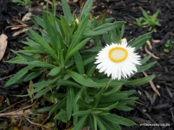 Cranbourne. Arid Botanic Garden. Helichrysum leucopsideum (Asteraceae)