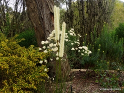 Cranbourne. Arid Botanic Garden. Xanthorrhoea sp. (Asphodelaceae) (2)