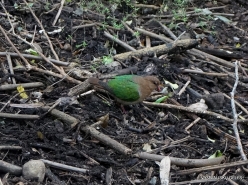 Healesville Sanctuary. Emerald dove (Chalcophaps indica) (2)