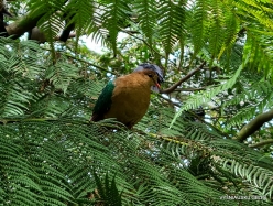 Healesville Sanctuary. Emerald dove (Chalcophaps indica) (3)