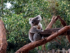 Healesville Sanctuary. Koala (Phascolarctos cinereus)