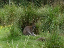 Healesville Sanctuary. Red-necked wallaby (Notamacropus rufogriseus)