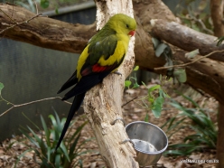 Healesville Sanctuary. Regent parrot (Polytelis anthopeplus)
