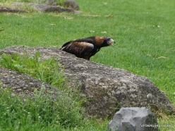 Healesville Sanctuary. Wedge-tailed eagle (Aquila audax) (2)