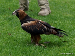 Healesville Sanctuary. Wedge-tailed eagle (Aquila audax)