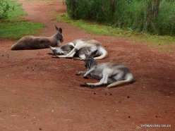 Healesville Sanctuary. Western grey kangaroo (Macropus fuliginosus)