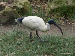Adelaide Zoo. Australian white ibis (Threskiornis molucca) (2)