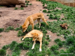 Adelaide Zoo. Dingo (Canis familiaris dingo)
