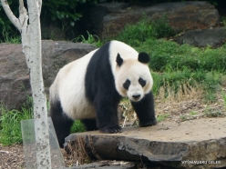 Adelaide Zoo. Giant panda (Ailuropoda melanoleuca) (2)