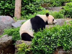 Adelaide Zoo. Giant panda (Ailuropoda melanoleuca) (4)