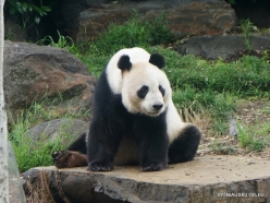Adelaide Zoo. Giant panda (Ailuropoda melanoleuca)