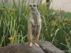 Adelaide Zoo. Meerkat (Suricata suricatta) (2)