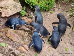 Gorge Wildlife Park. Australian little penguins (Eudyptula novaehollandiae)