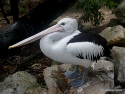 Gorge Wildlife Park. Australian pelican (Pelecanus conspicillatus)