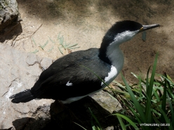 Gorge Wildlife Park. Australian pied cormorant (Phalacrocorax varius)