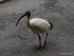 Gorge Wildlife Park. Australian white ibis (Threskiornis molucca)