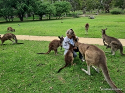 Urimbirra Wildlife Park. Kangaroo Island Kangaroo (Macropus fuliginosus fuliginosus) (2)