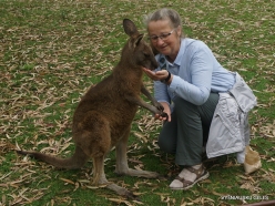 Urimbirra Wildlife Park. Kangaroo Island Kangaroo (Macropus fuliginosus fuliginosus) (3)
