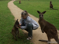 Urimbirra Wildlife Park. Kangaroo Island Kangaroo (Macropus fuliginosus fuliginosus) (4)