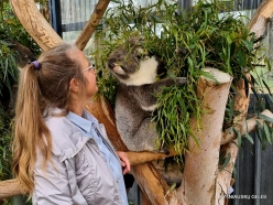 Urimbirra Wildlife Park. Koala (Phascolarctos cinereus)