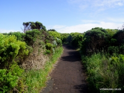 Great Ocean Road. Native coastal plants (2)