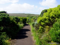 Great Ocean Road. Wild coastal plants (4)