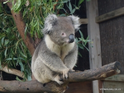Maru Wildlife Park. Koala (Phascolarctos cinereus) (9)