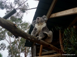 Maru Wildlife Park. Koala (Phascolarctos cinereus)