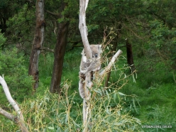 Phillip Island. Koala Conservation Reserve. Koala (Phascolarctos cinereus) (2)