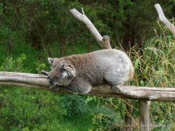 Phillip Island. Koala Conservation Reserve. Koala (Phascolarctos cinereus) (5)