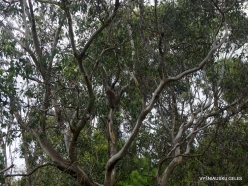 Phillip Island. Koala Conservation Reserve. Koala (Phascolarctos cinereus)