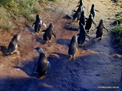 Phillip Island. Penguin Parade. Australian little penguins (Eudyptula novaehollandiae) (2)