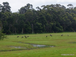 Grampians National Park. Emu (Dromaius novaehollandiae)