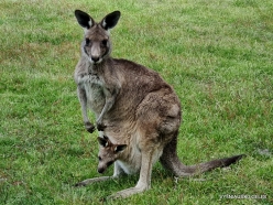 Grampians National Park. Western grey kangaroo (Macropus fuliginosus) (3)