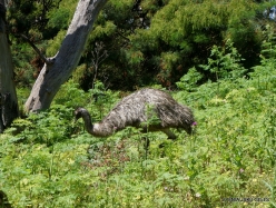 Tower Hill Wildlife Reserve. Emu (Dromaius novaehollandiae) (2)