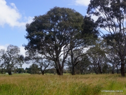 Tower Hill. Eucalyptus sp. (3)