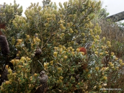 Woolsthorpe. Banksia sp.