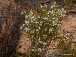 Little Desert National Park. Native plants (41)
