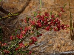 Little Desert National Park. Native plants (42)