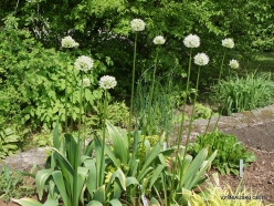 Salaspils Botanic Garden. Allium 'Mount Everest'
