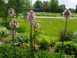 Salaspils Botanic Garden. Allium tripedale