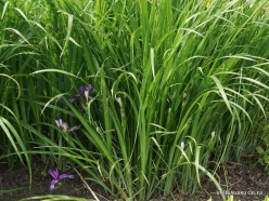 Salaspils Botanic Garden. Iris graminea (2)