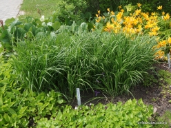 Salaspils Botanic Garden. Iris graminea