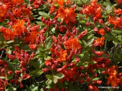 Salaspils Botanic Garden. Rhododendron 'Ausma'