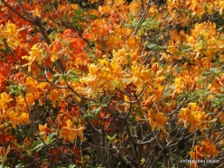 Salaspils Botanic Garden. Rhododendron 'Dzintra' (2)