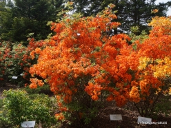 Salaspils Botanic Garden. Rhododendron 'Ina'