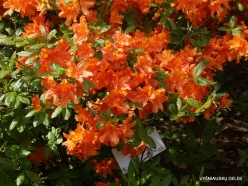 Salaspils Botanic Garden. Rhododendron 'Indra'